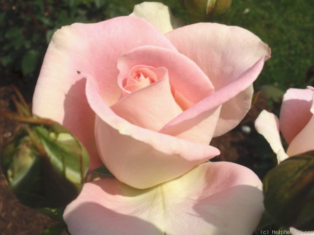 Falling in Love™ Hybrid Tea Rose, Hybrid Tea Roses: Edmunds' Roses